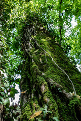Fototapeta premium natural trees