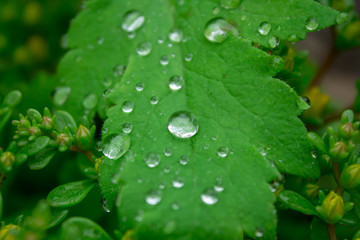drops of rain on the green leaves of a plant close-up