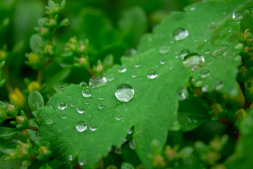 drops of rain on the green leaves of a plant close-up