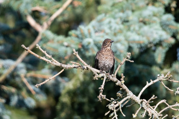 Amsel Jungvogel