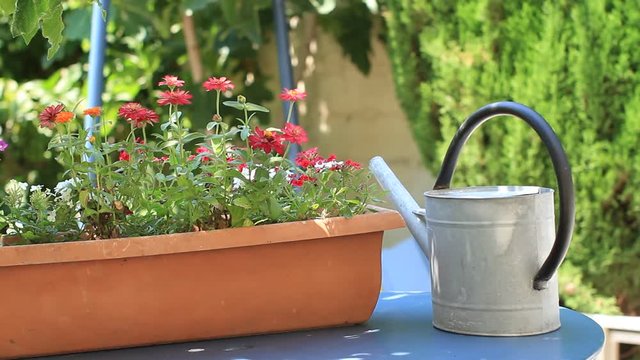 Arrossage d'une jardini&egrave;re avec des fleurs au printemps