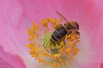Bee Pollen Pink Poppy 12