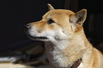 見つめる柴犬
