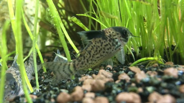 Panzerwels, Panzerwelse im Aquarium 