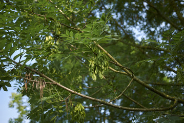 Fraxinus excelsior