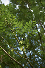 Fraxinus excelsior