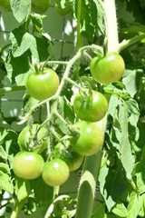 grüne Tomaten