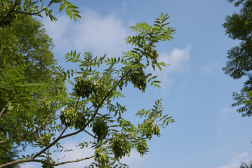 Fraxinus excelsior