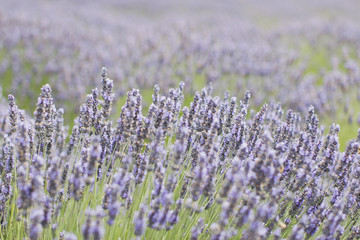 Lavender blooms fading in the distance
