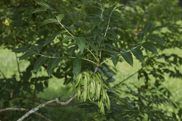 Fraxinus excelsior