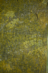 Fraxinus excelsior
