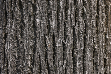 Obraz premium Tilia bark