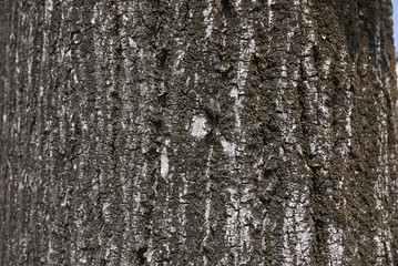 Fototapeta premium Tilia bark