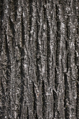 Fototapeta premium Tilia bark