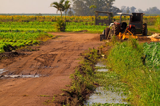 Plantando nosso alimento do dia-a-dia.