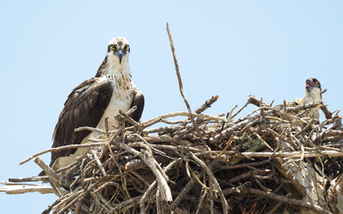 Fototapeta premium Young Mother Osprey and It's Sole Chick on the Nest