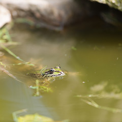 Green frog
