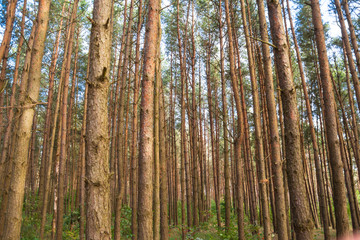 trunks of pines in a dense forest, background