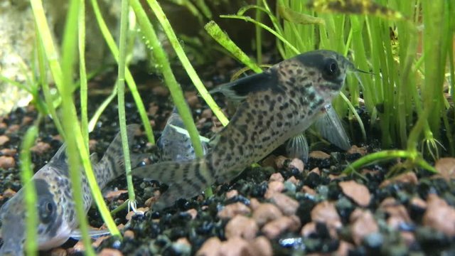 Panzerwels, Panzerwelse im Aquarium 