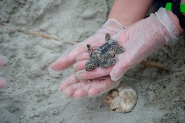 hatchling
