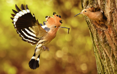 Common hoopoe (Upupa epops) © Piotr Krzeslak