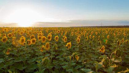 Obraz premium Sunflower fields during sunset. Digital composite of a sunrise over a field of golden yellow sunflowers