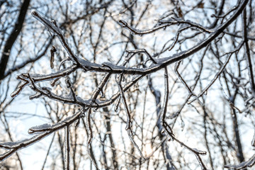 The rain poured branches over the ice. Russian winter is the calmest and quiet time of the year, when all nature is asleep, covered with a white blanket of soft snow