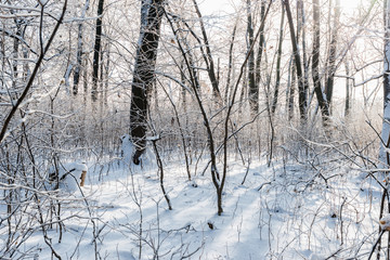 Winter forest landscape. Russian winter is the calmest and quiet time of the year, when all nature is asleep, covered with a white blanket of soft snow