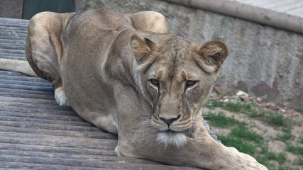 Lioness (Panthera leo), close up