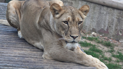 Fototapeta na wymiar Lioness (Panthera leo), close up