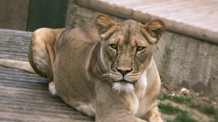 Lioness (Panthera leo), close up