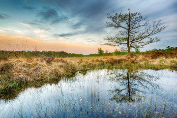 Wetlands and moorland on the national park Groote Zand near Hooghalen Drenthe during sunset - obrazy, fototapety, plakaty