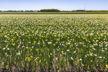 Daffodil flower or Lent lily, Narcissus pseudonarcissus, blooming in Dutch flower fields Drethe, the Netherlands.
