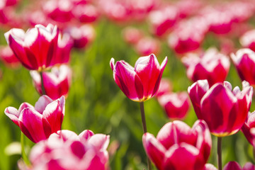 Closeup of red and white flamed tulips in a Dutch tulips field flowerbed under a blue sky