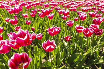 Closeup of red and white flamed tulips in a Dutch tulips field flowerbed under a blue sky