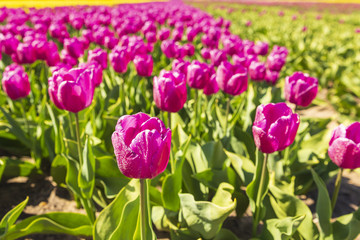 Closeup of pink tulips in a Dutch tulips field flowerbed under a blue sky