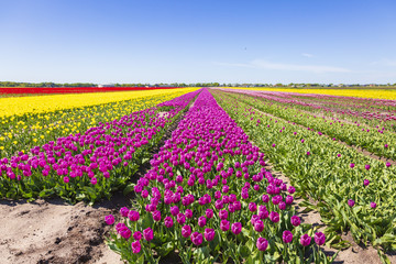Pink Dutch tulips flowers field with a blue sky