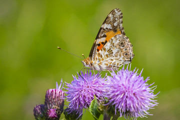 Painted Lady butterfly, vanessa cardu, feeding