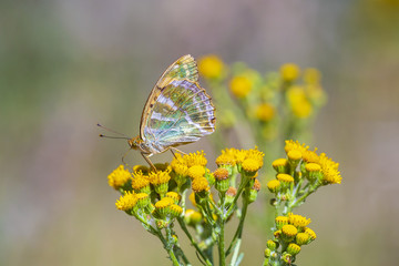 Silver-washed fritillary butterfly, Argynnis paphia, closeup