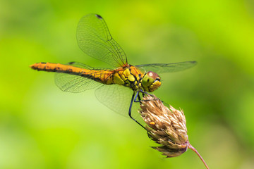 Common Darter (Sympetrum striolatum) side view