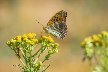 Silver-washed fritillary butterfly, Argynnis paphia, closeup