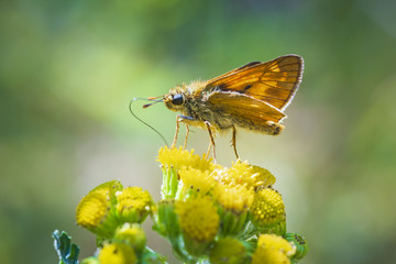 large skipper Ochlodes sylvanus butterfly pollinating