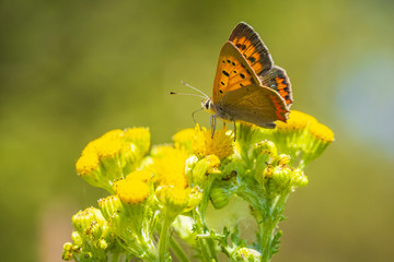 Small or common copper butterfly lycaena phlaeas closeup