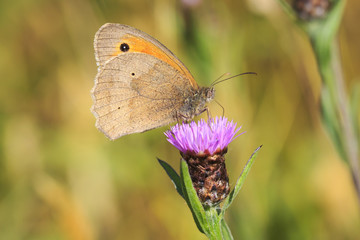 Meadow Brown (Maniola jurtina) feeding on Thistle flowers