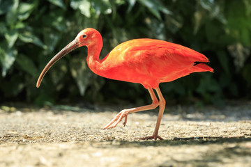 Scarlet Ibis bird Eudocimus ruber foraging on the ground