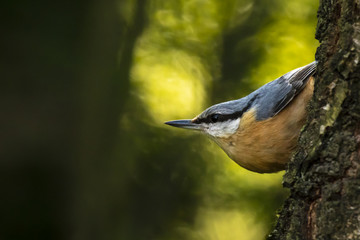 Eurasian or wood nuthatch bird (Sitta europaea) perched on a branch, foraging in a forest