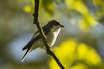 Closeup of a European pied flycatcher bird (Ficedula hypoleuca) perching on a branch, singing.