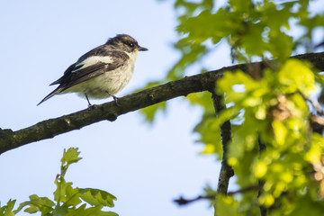 Fototapeta premium Closeup of a European pied flycatcher bird (Ficedula hypoleuca) perching on a branch, singing.