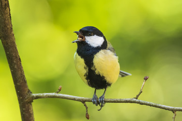 Parus major Great tit bird closeup