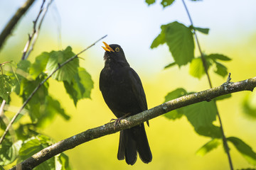 Blackbird (turdus merula) singing in a tree - obrazy, fototapety, plakaty